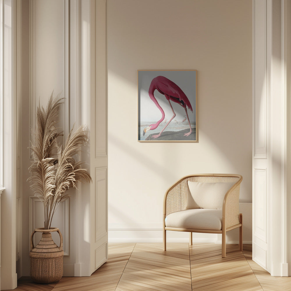 Fine Art Print, Pink Flamingo Ii From Birds of America (1827)