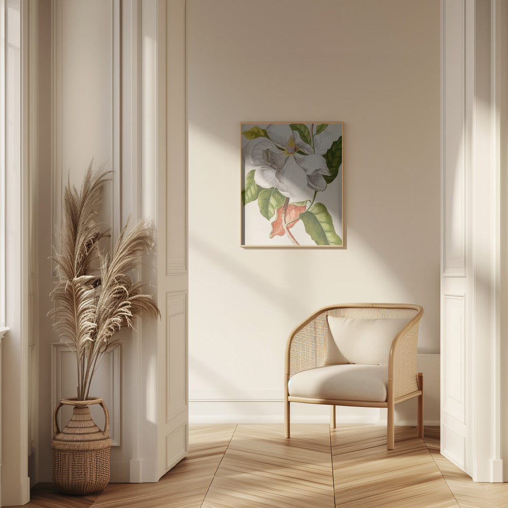 Fine Art Print, Magnolia