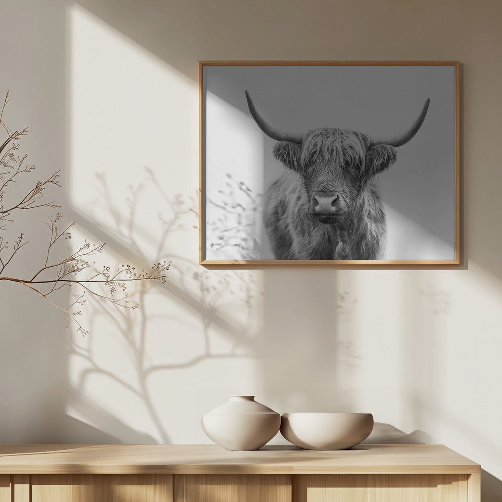 Fine Art Print, Highland Bull