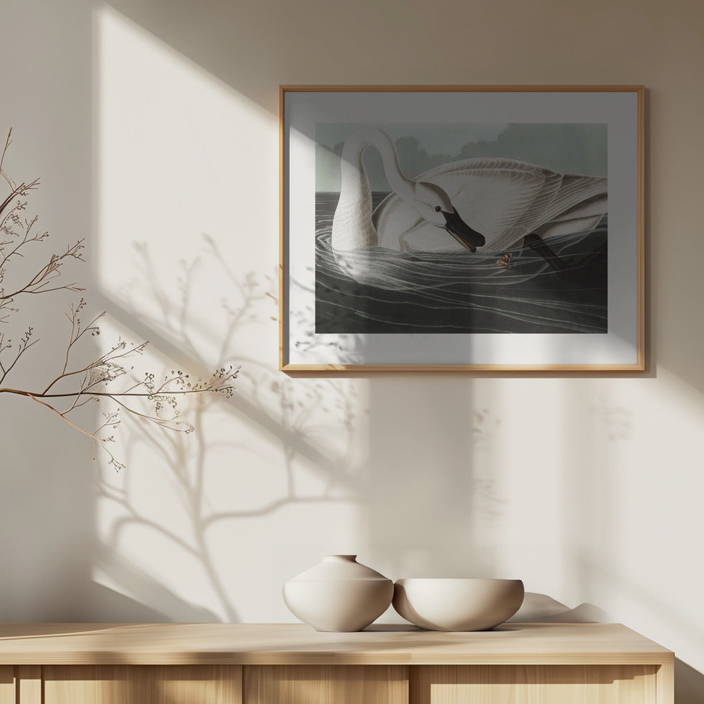 Fine Art Print, Trumpeter Swan From Birds of America (1827)