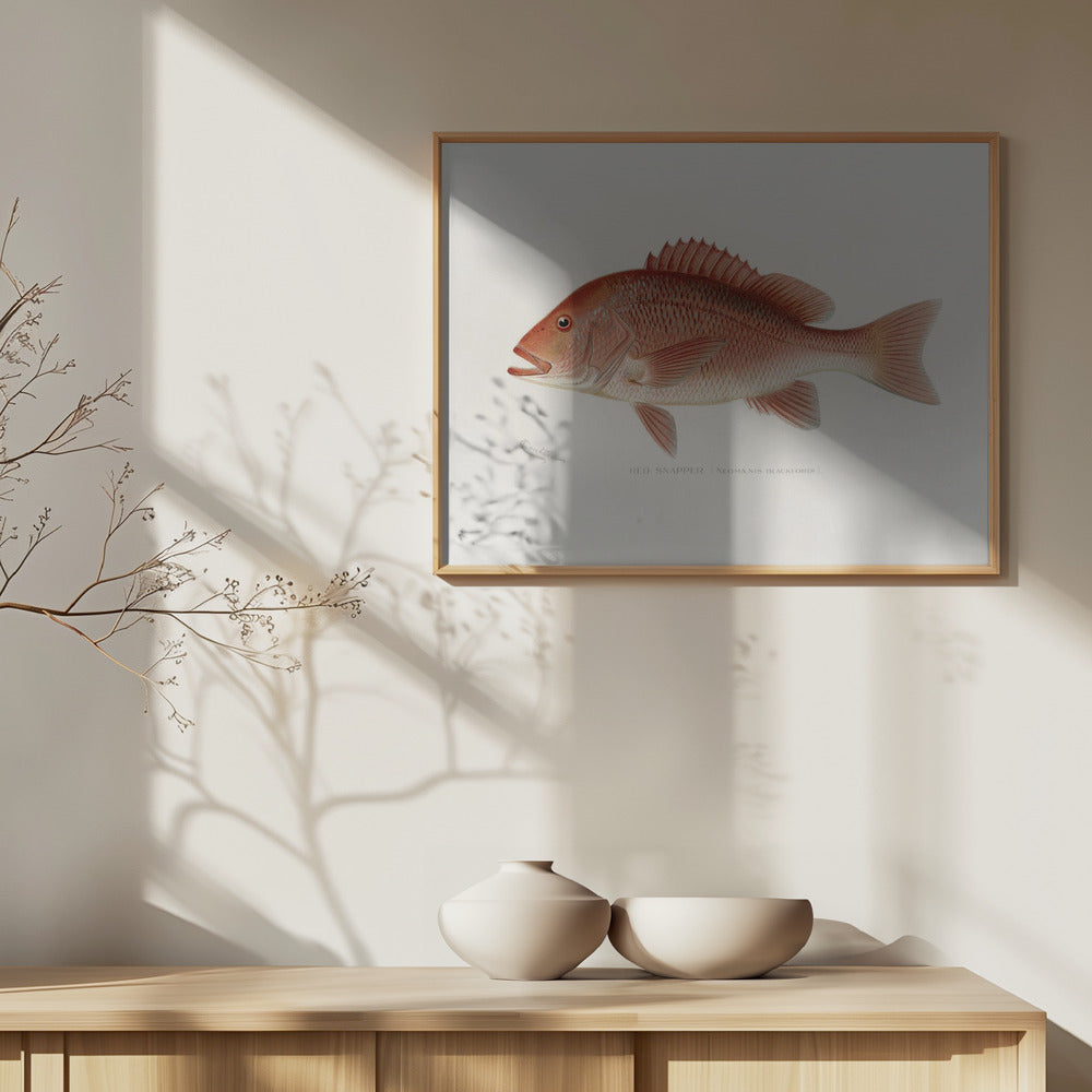 Fine Art Print, Red Snapper