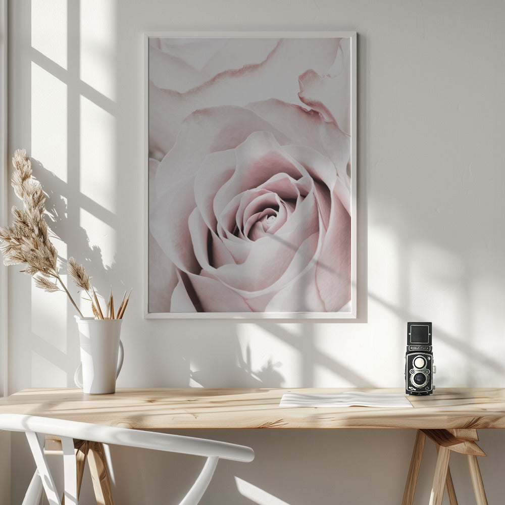 Fine Art Print, Pink Rose No 05