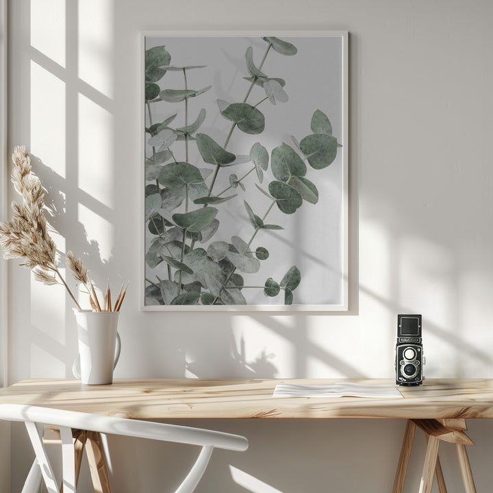 Fine Art Print, Eucalyptus_003