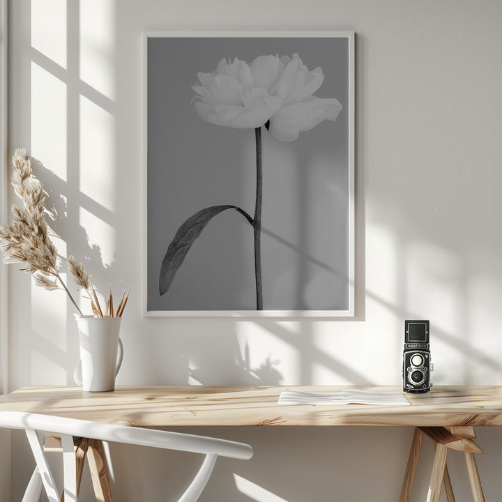 Fine Art Print, Peony 14