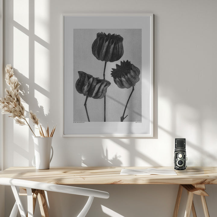 Fine Art Print, Abutilon Lime Mallow