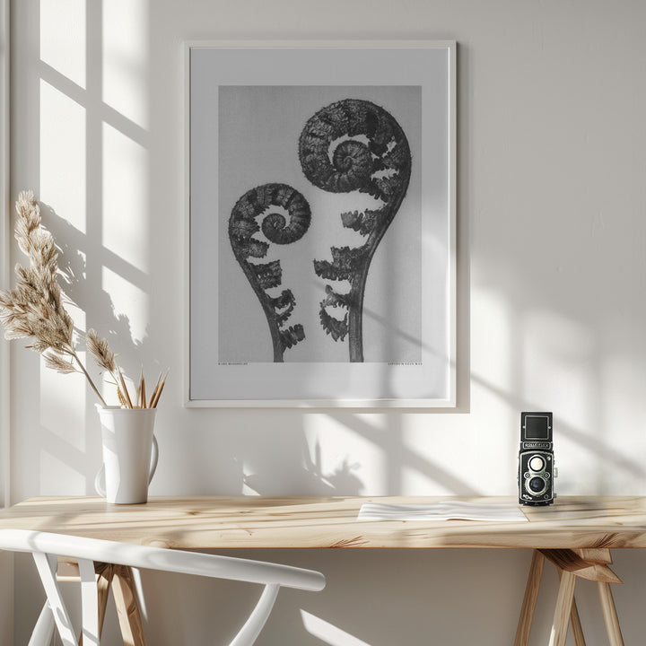 Fine Art Print, Aspidium Filix Mas