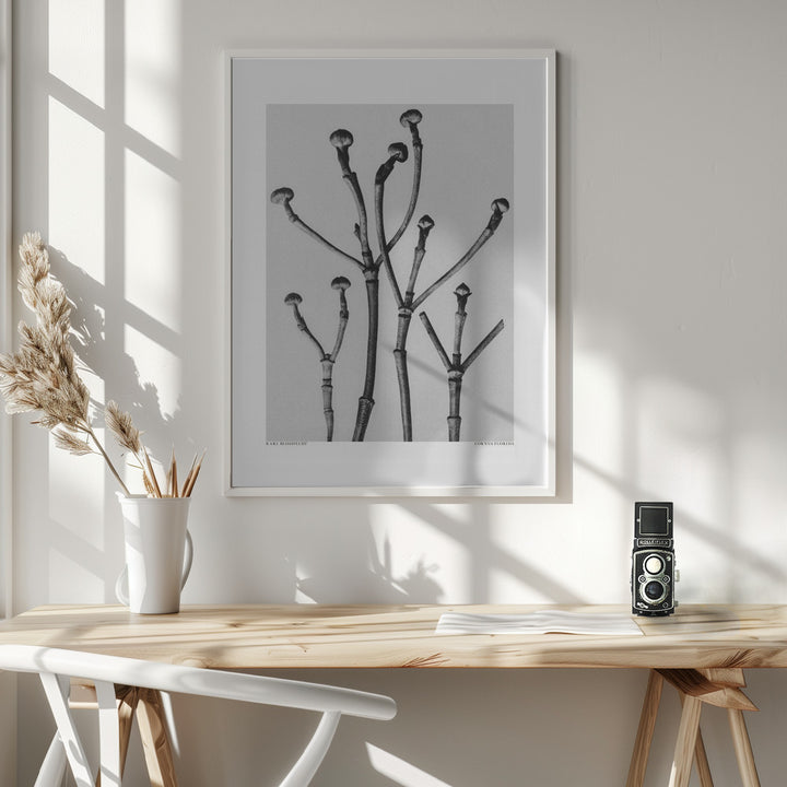 Fine Art Print, Cornus Florida