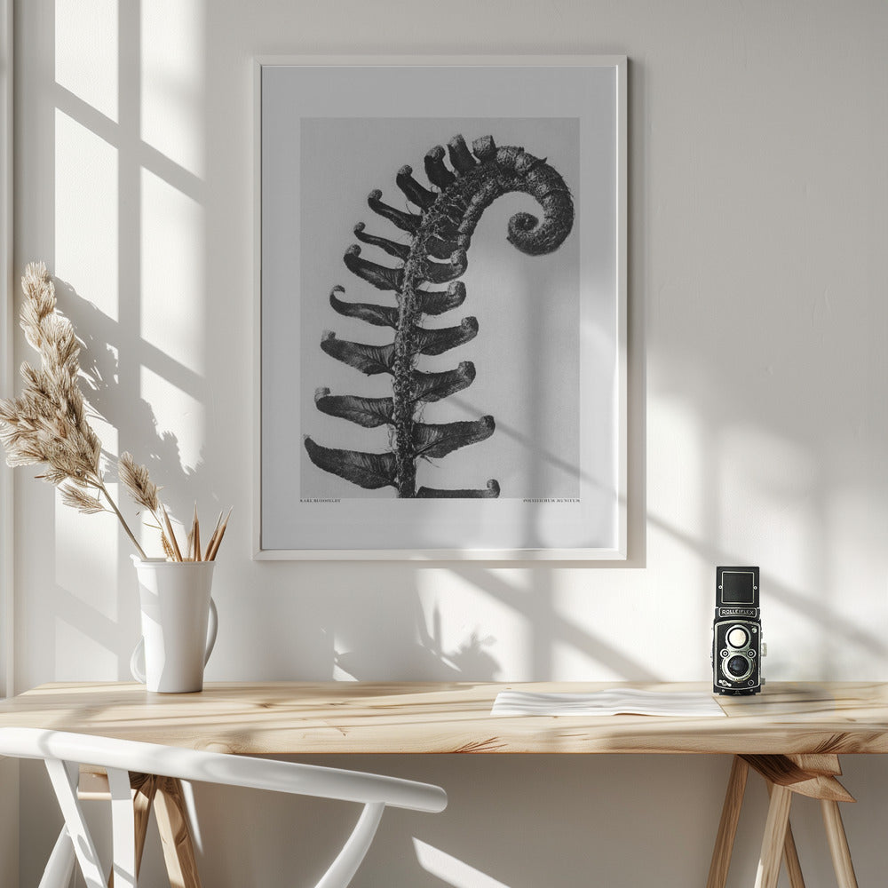 Fine Art Print, Polystichum Munitum