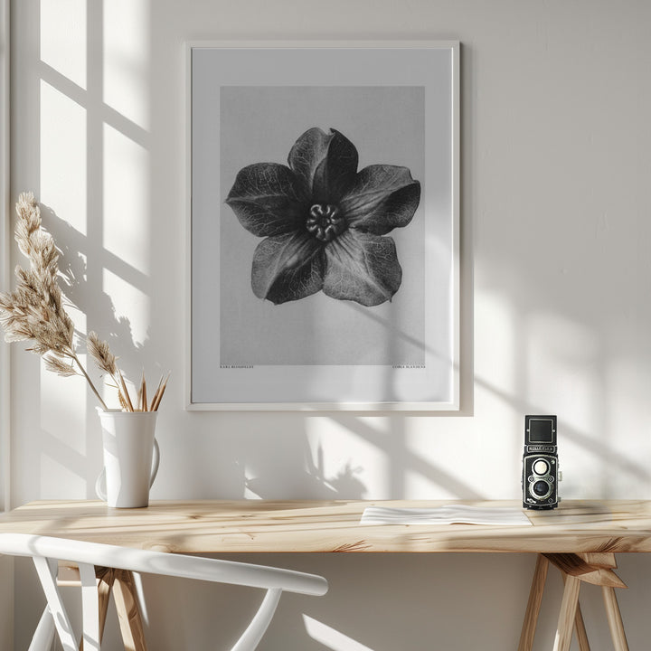 Fine Art Print, Cobaea Scandens
