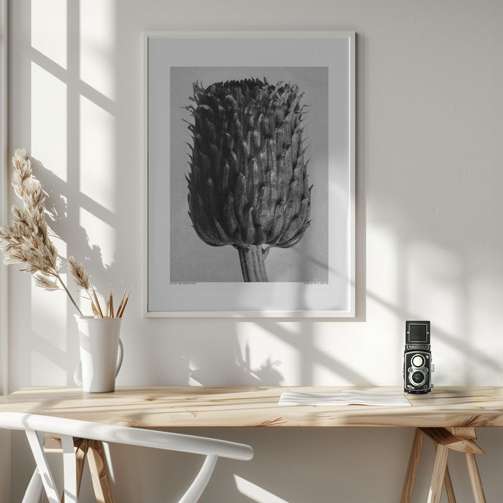 Fine Art Print, Cirsium Canum (Thistle)