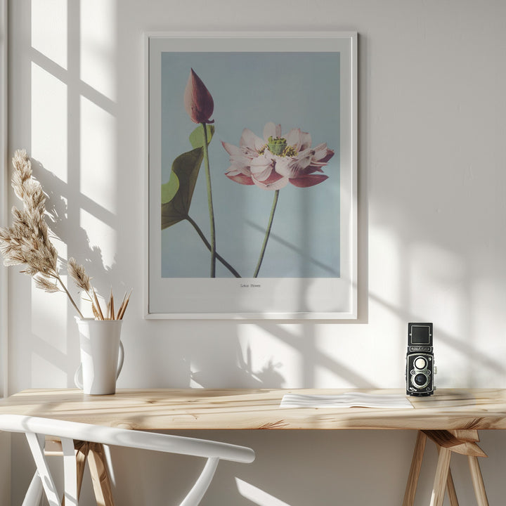 Fine Art Print,  Lotus Flowers