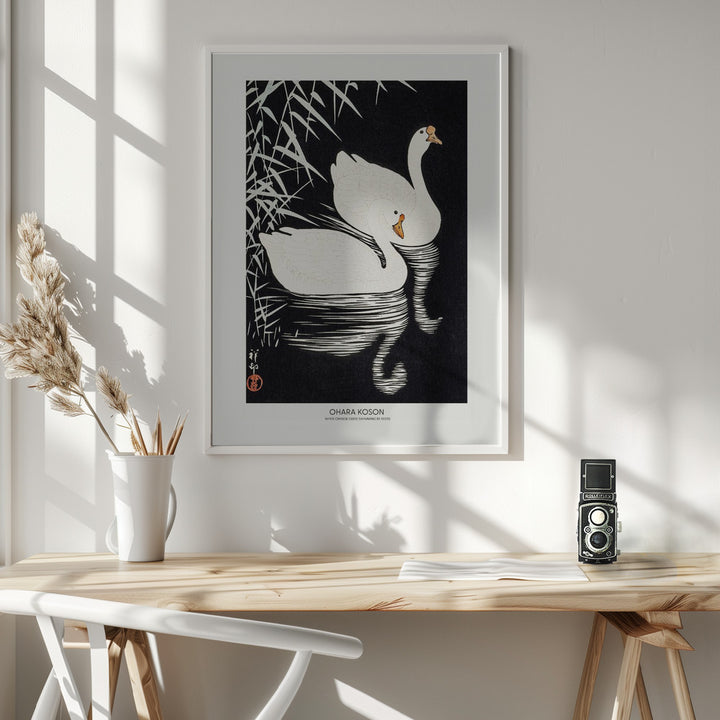 Fine Art Print, White Chinese Geese Swimming by Reeds