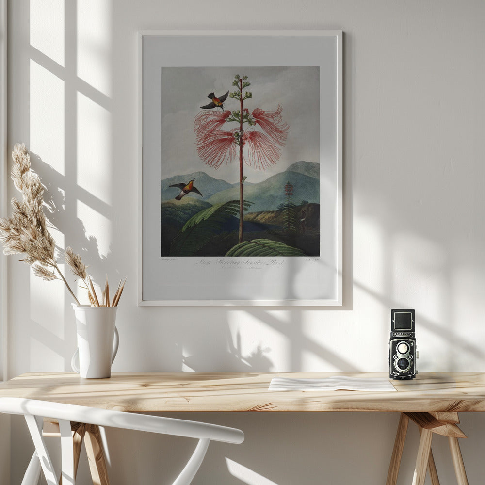 Fine Art Print, Large–Flowering Sensitive Plant from The Temple of Flora (1807)