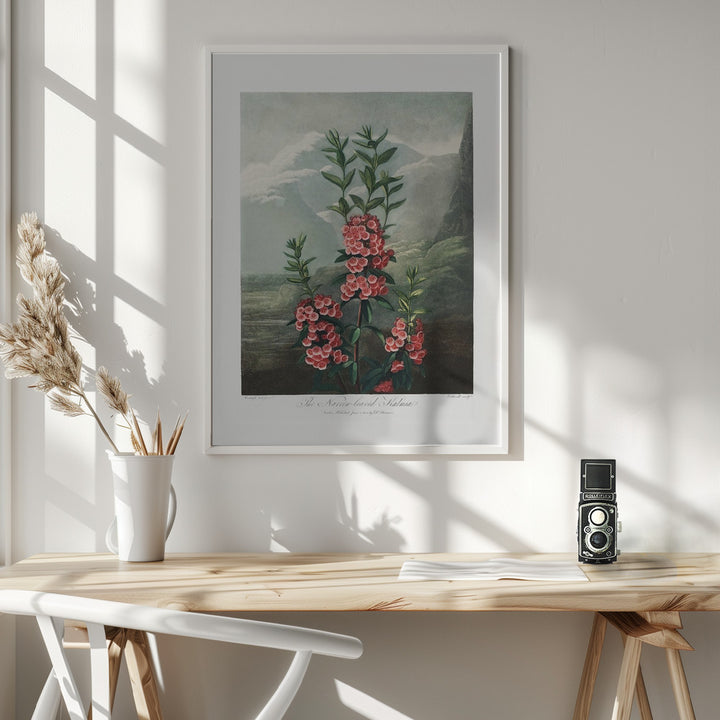 Fine Art Print, The Narrow–Leaved Kalmia from The Temple of Flora (1807)