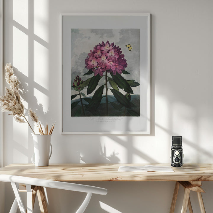 Fine Art Print, The Pontic Rhododendron from The Temple of Flora (1807)
