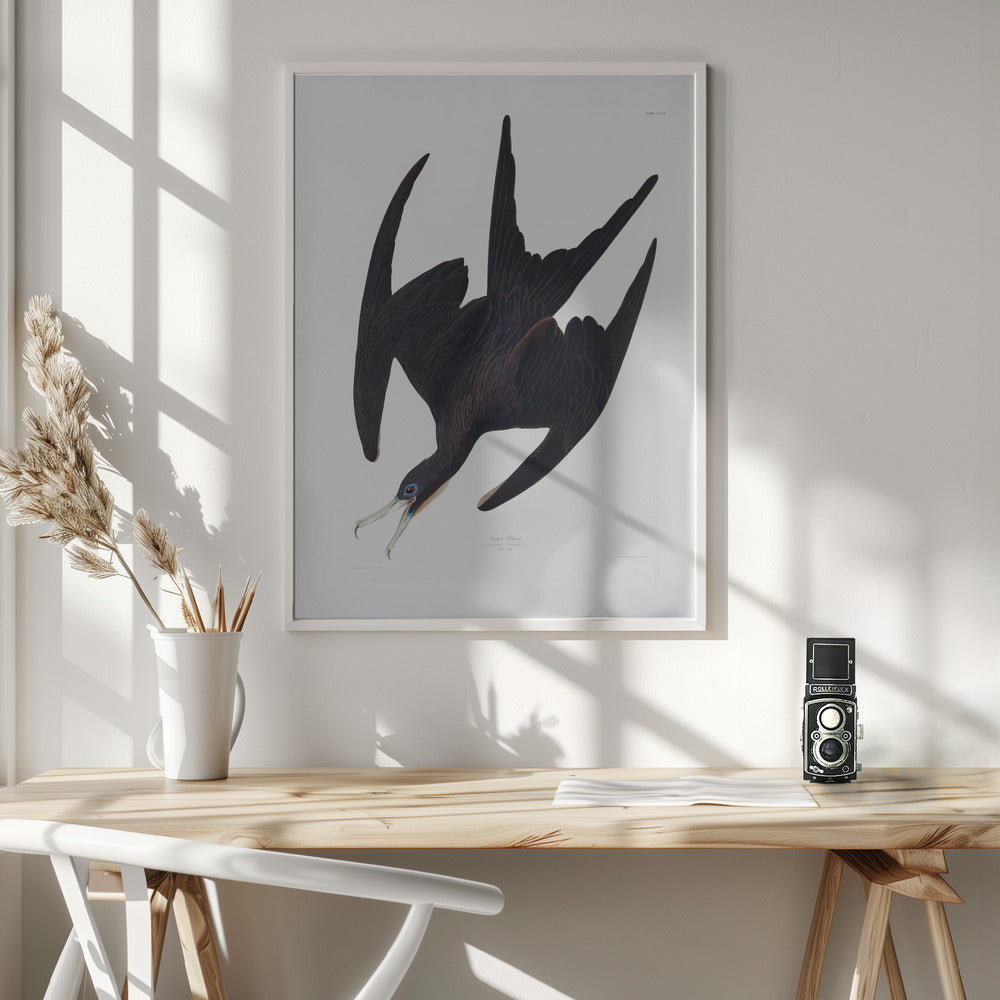 Fine Art Print, Frigate Pelican From Birds of America (1827)