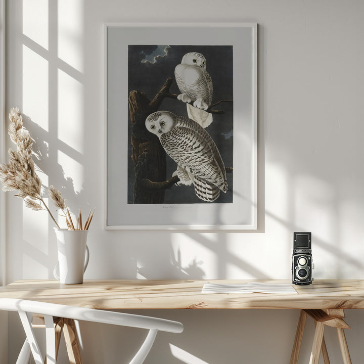 Fine Art Print, Snowy Owl From Birds of America (1827)