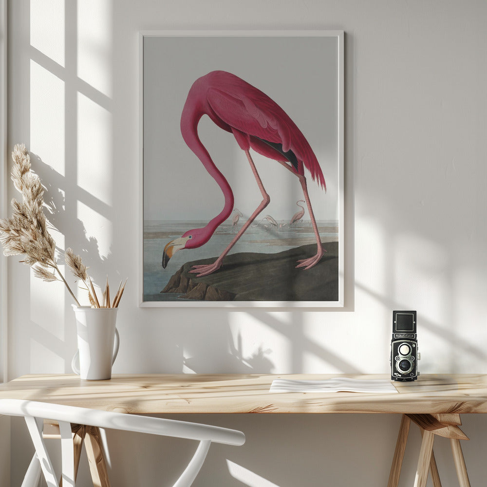 Fine Art Print, Pink Flamingo Ii From Birds of America (1827)