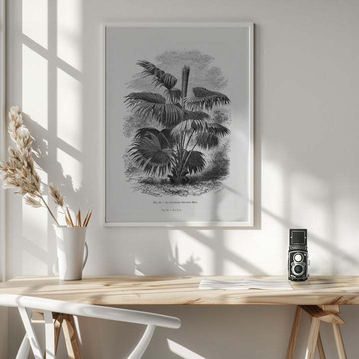 Fine Art Print, Vintage Palm Tree Drawing Xii