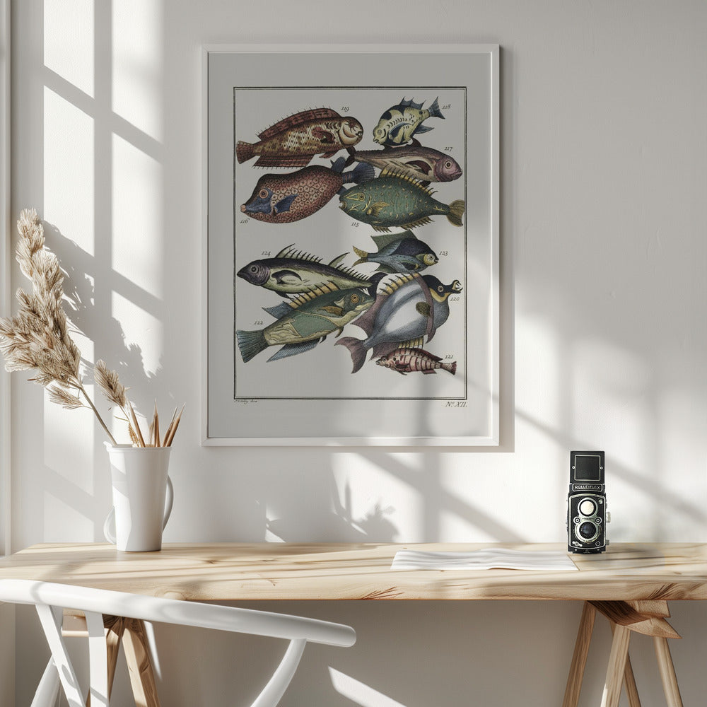 Fine Art Print, Exotic Fish (1767) By J V Schley