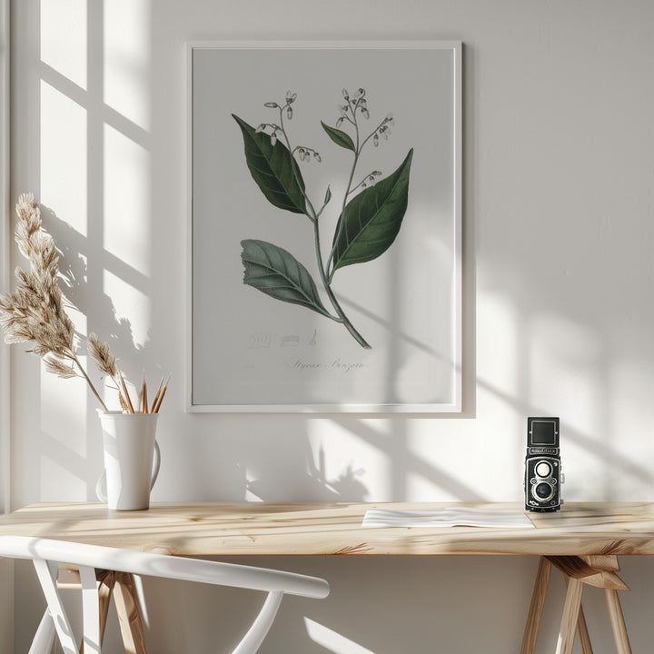 Fine Art Print, Gum Benjamin Tree (styrax Benzoin Medical Botany