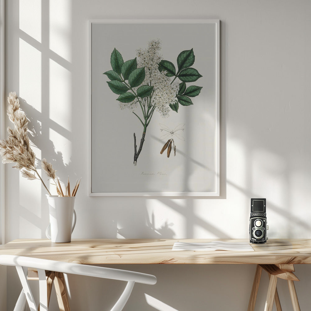 Fine Art Print, Manna Ash (fraxinus Ornus) Medical Botany