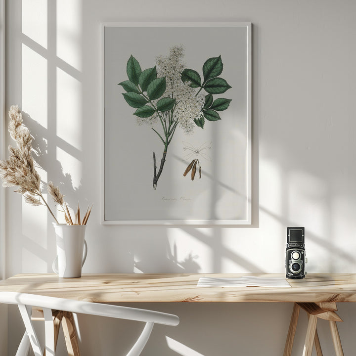 Fine Art Print, Manna Ash (fraxinus Ornus) Medical Botany