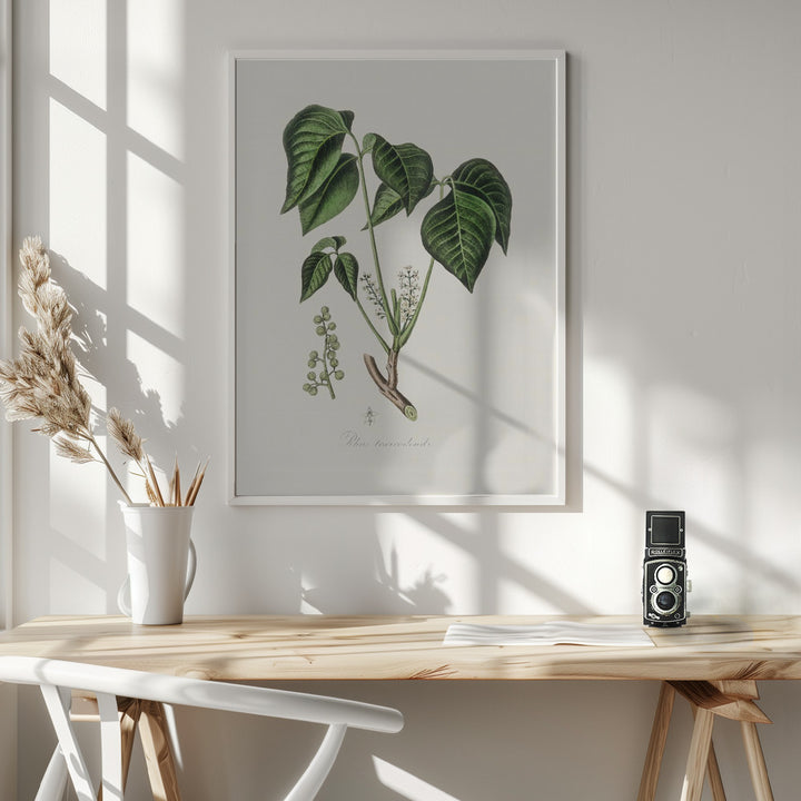 Fine Art Print, Poison Ivy (rhus Toxicodendron) Medical Botany