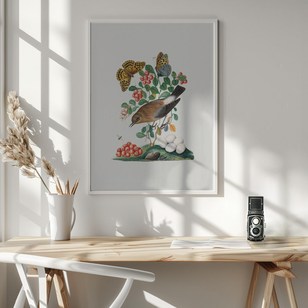Fine Art Print, Northern Wheatear