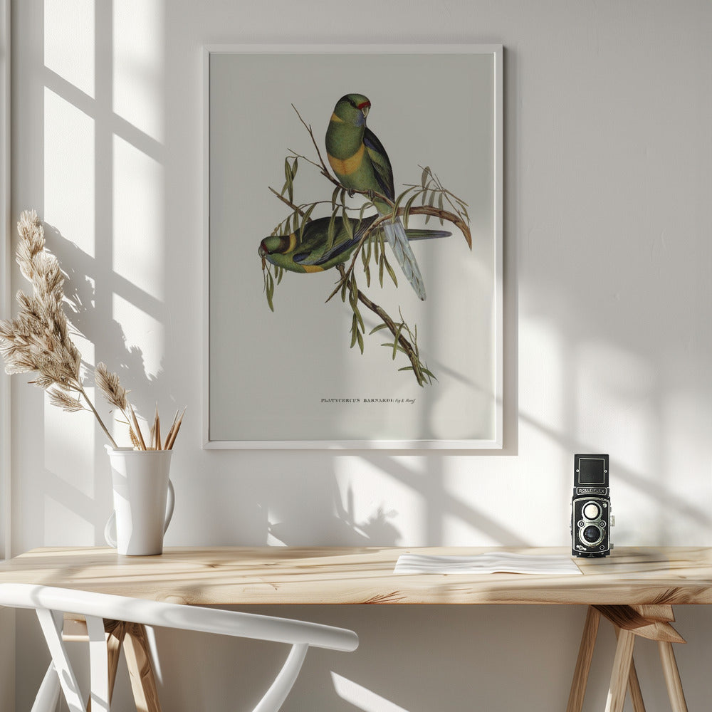 Fine Art Print, Black Tailed Parakeet