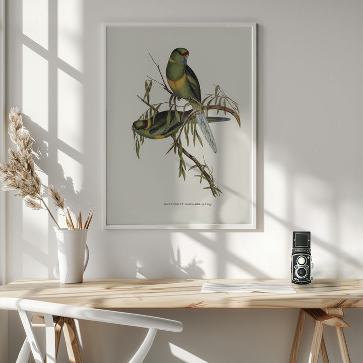 Fine Art Print, Black Tailed Parakeet