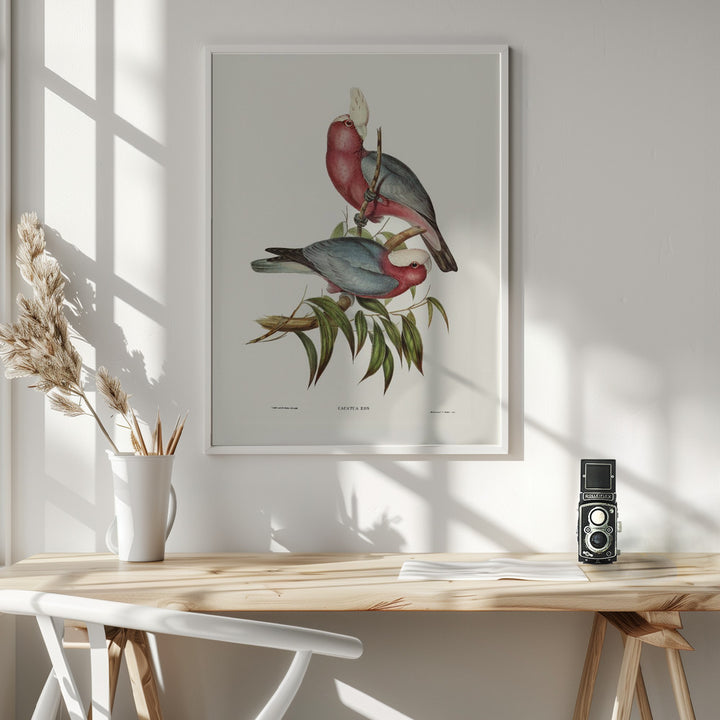 Fine Art Print, Cacatua Eos