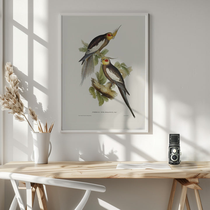 Fine Art Print, Cockatoo Parakeet