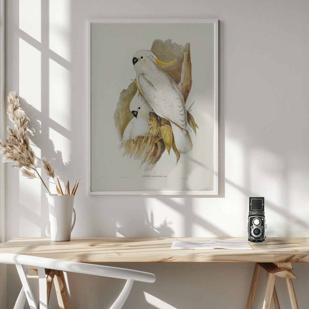 Fine Art Print, Crested Cockatoo
