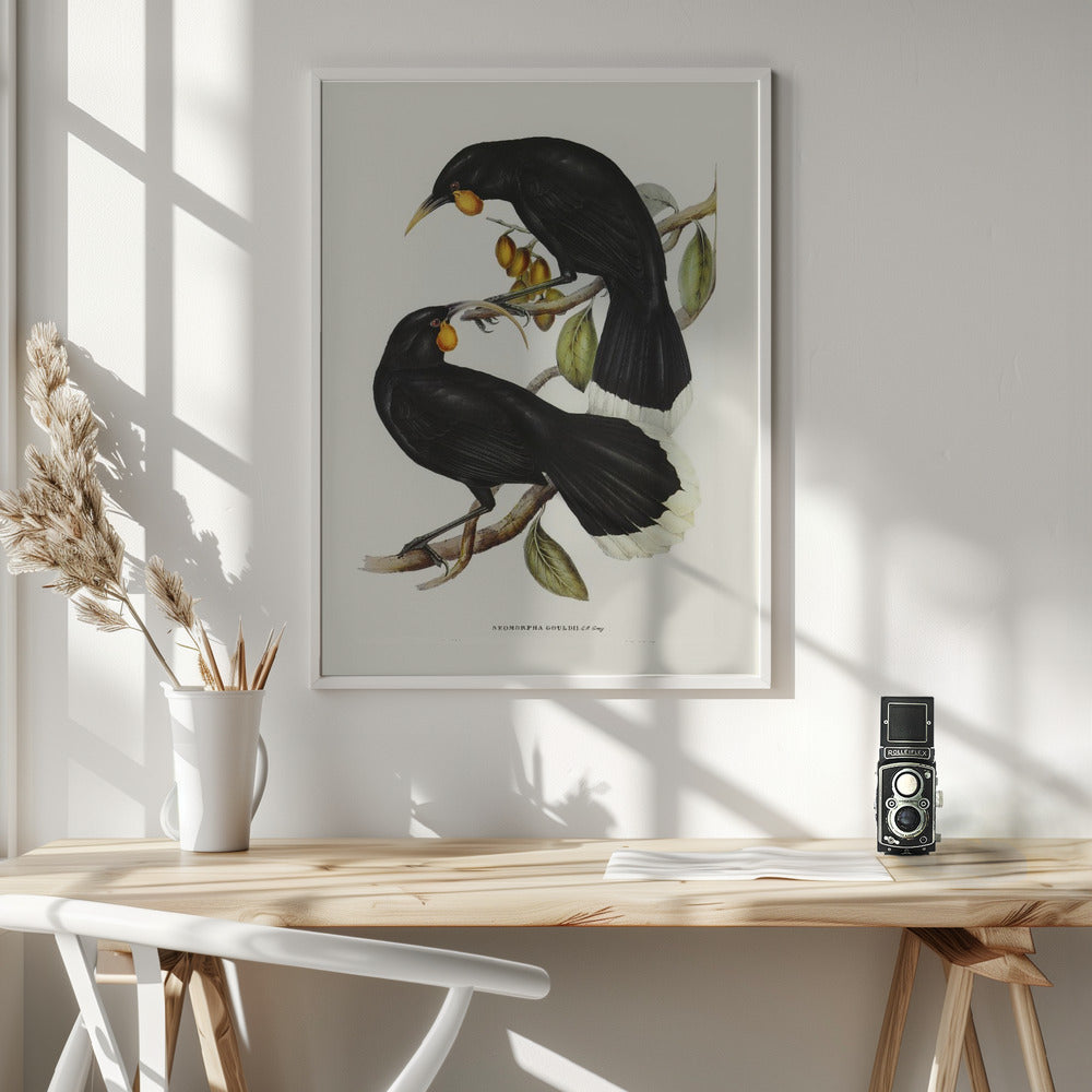 Fine Art Print, Gould&#039;s Neomorpha