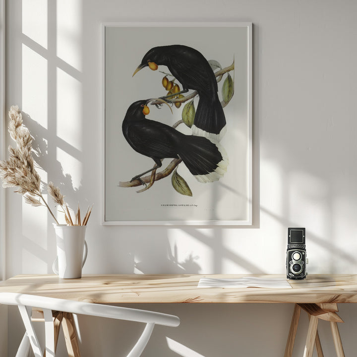 Fine Art Print, Gould&#039;s Neomorpha