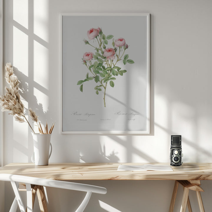 Fine Art Print, Burgundian Rose, Les Roses (1817–1824)