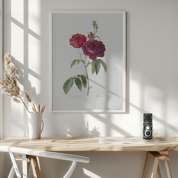 Fine Art Print, Purple French Rose, Les Roses (1817–1824)