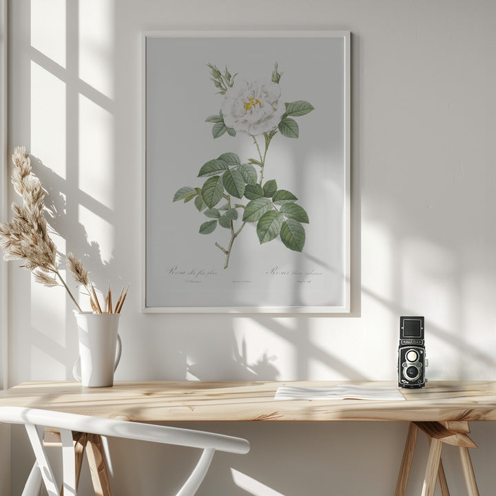 Fine Art Print, Rosa Alba Flore Pleno, Les Roses (1817–1824)