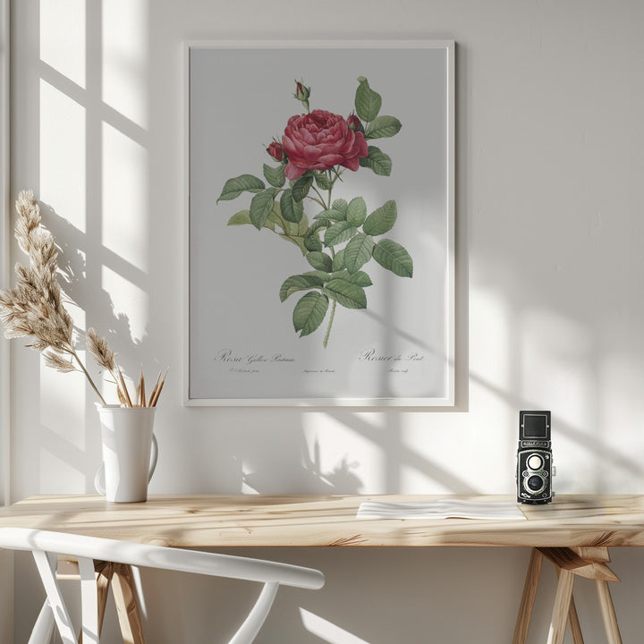 Fine Art Print, Rosa Gallica Pontiana, Les Roses (1817–1824)