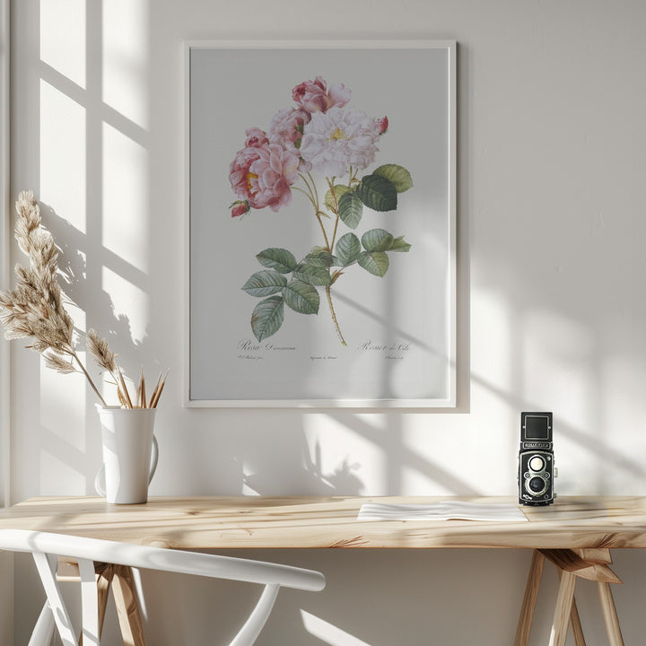 Fine Art Print, Rosebush, Les Roses (1817–1824)