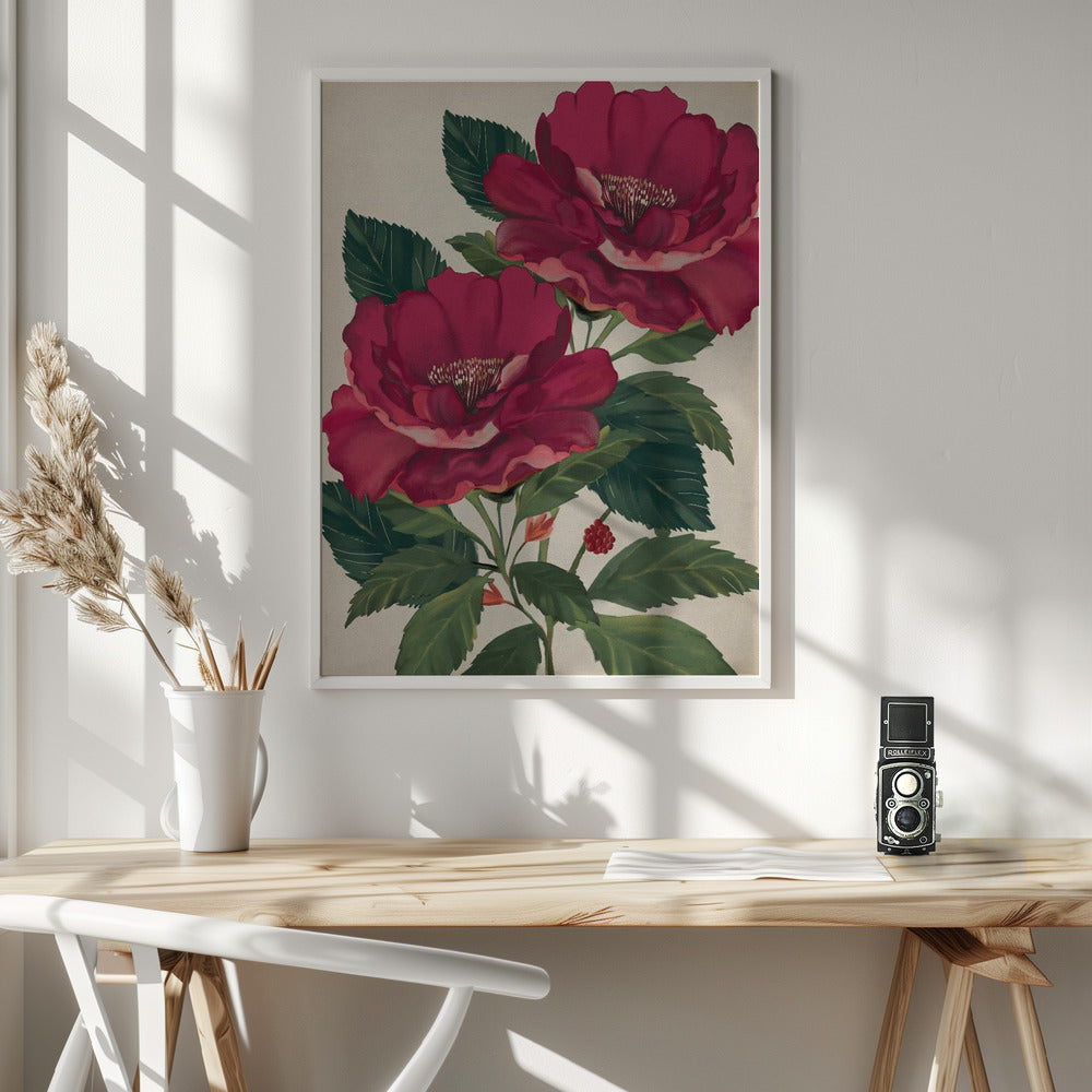 Fine Art Print, Rose of Providence