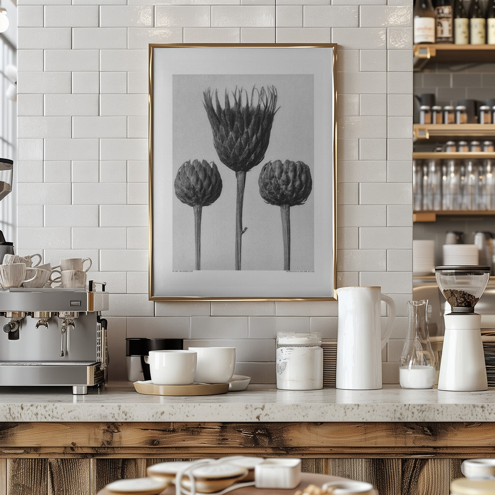 Fine Art Print, Serratula Nudicaulis