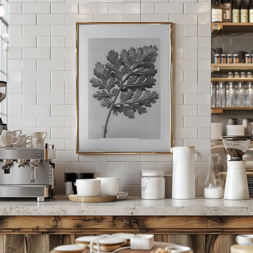 Fine Art Print, Chrysanthemum parthenium