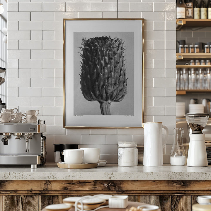 Fine Art Print, Cirsium Canum (Thistle)