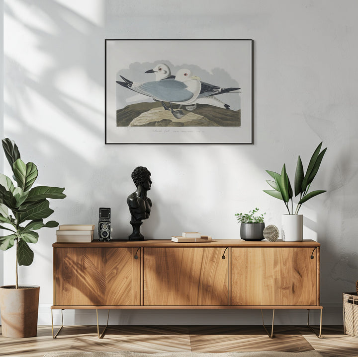 Fine Art Print, Kittiwake Gull From Birds of America (1827)