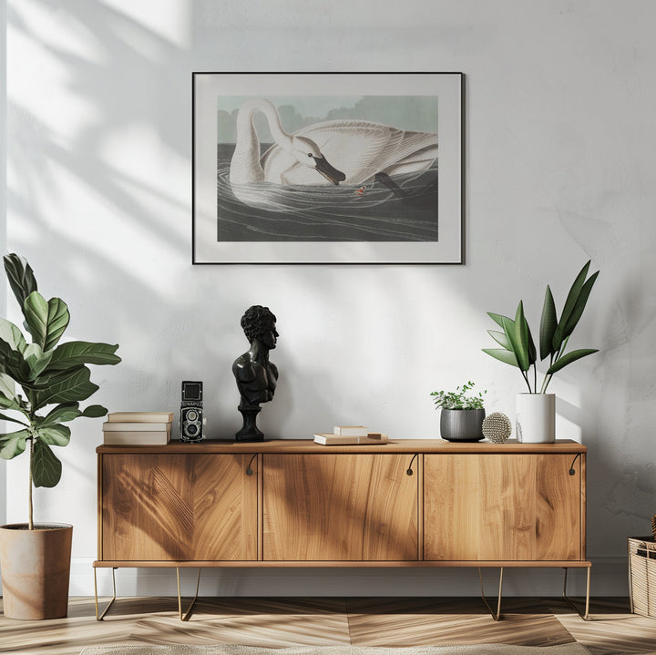 Fine Art Print, Trumpeter Swan From Birds of America (1827)