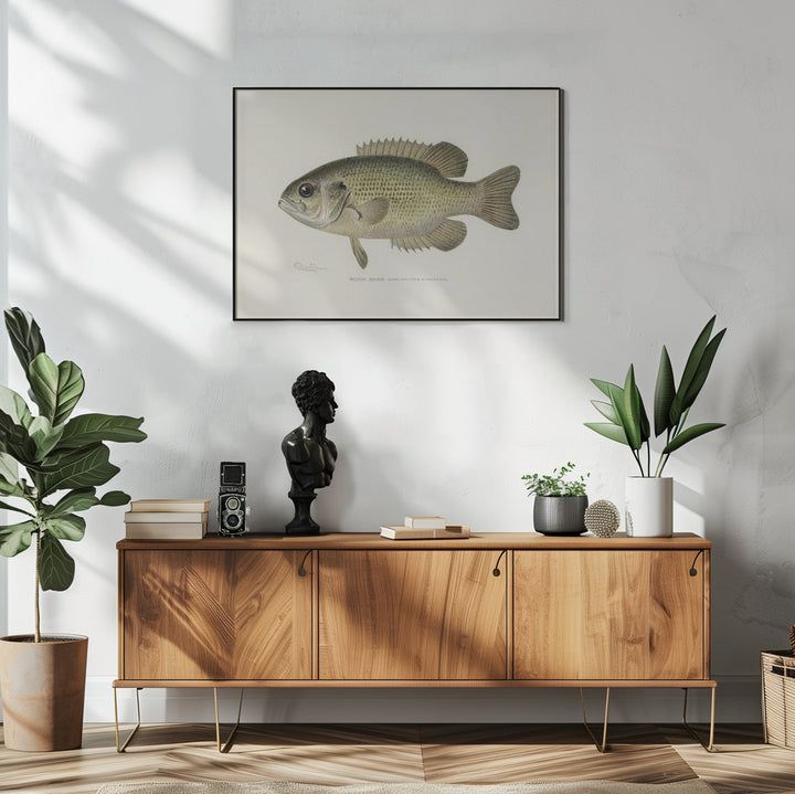 Fine Art Print, Rock Bass (ambloplites Rupestris) By Sherman F. Denton (1856 1937)