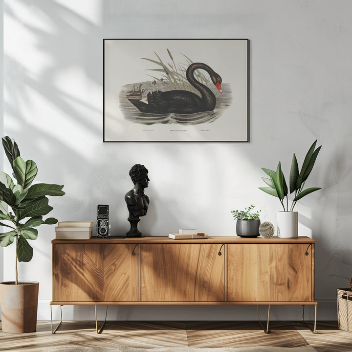 Fine Art Print, Black Swan