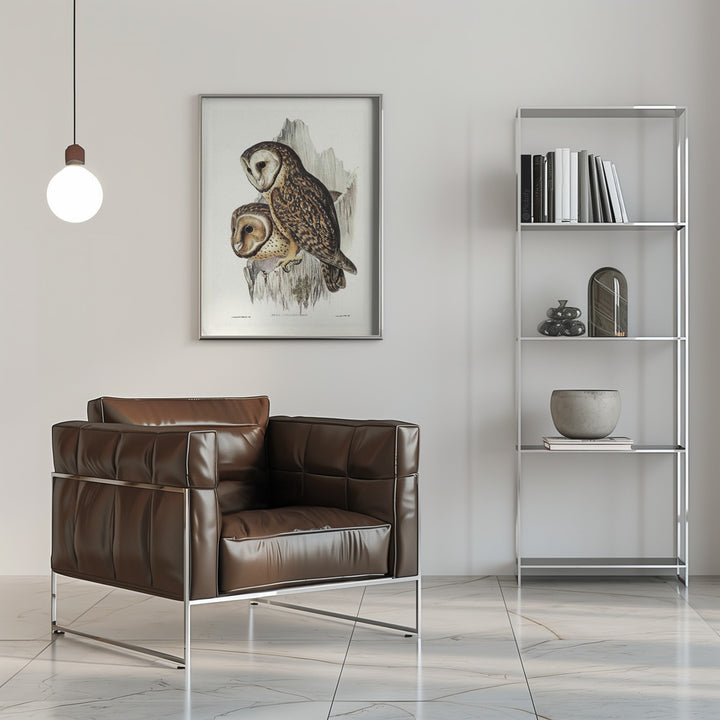 Fine Art Print, Chestnut Faced Owl